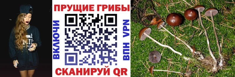 Галлюциногенные грибы Magic Shrooms  купить наркоту  Котово 